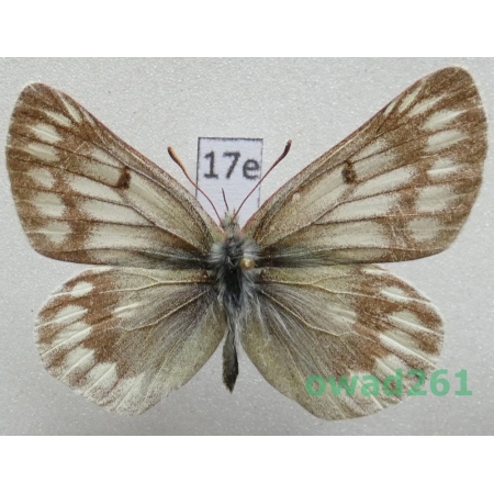 Colias nebulosa karoensis Hoshiai & Rose, 1998 China17e